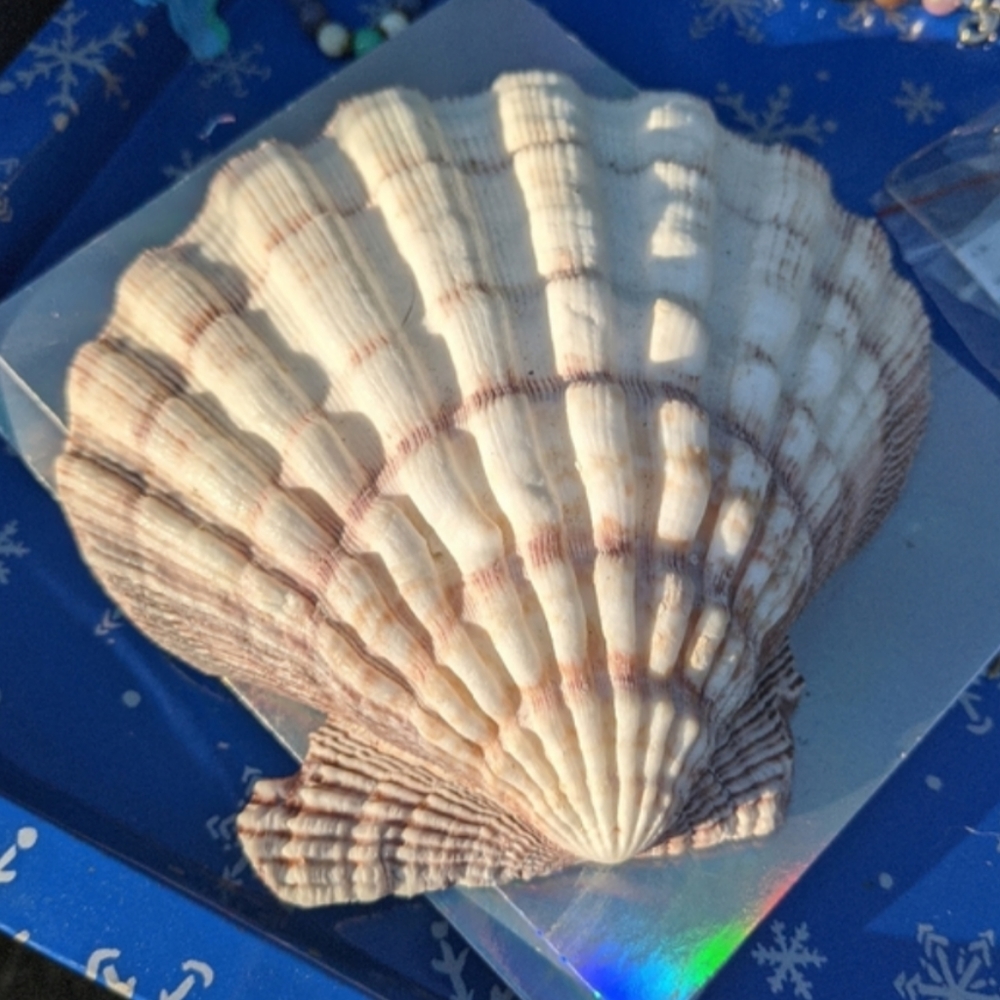 Lions Paw GIANT scallop shell 🐚 Nodiprctin Nodosus RARE big shell #beach